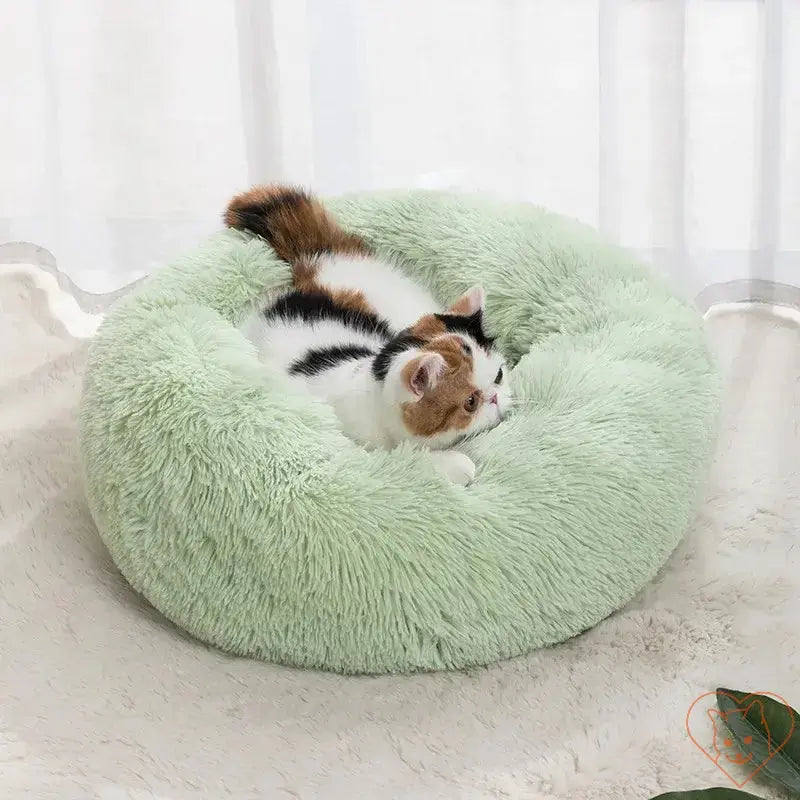 Cat resting in soft plush circular bed, showcasing cozy green macaron-style design.