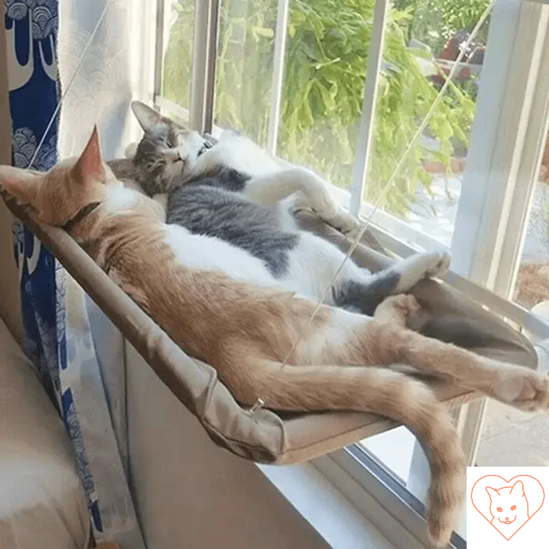 Two cats lounging peacefully together in a cozy window hammock, enjoying a sunny afternoon.