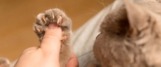 Close-up of a person's hand gently holding a cat's paw with trimmed nails.