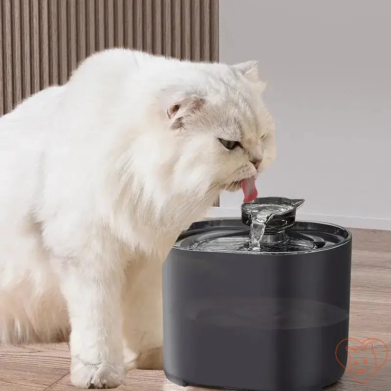 Fluffy white cat drinking from a stylish 2.2L cat water fountain with cat ear design.