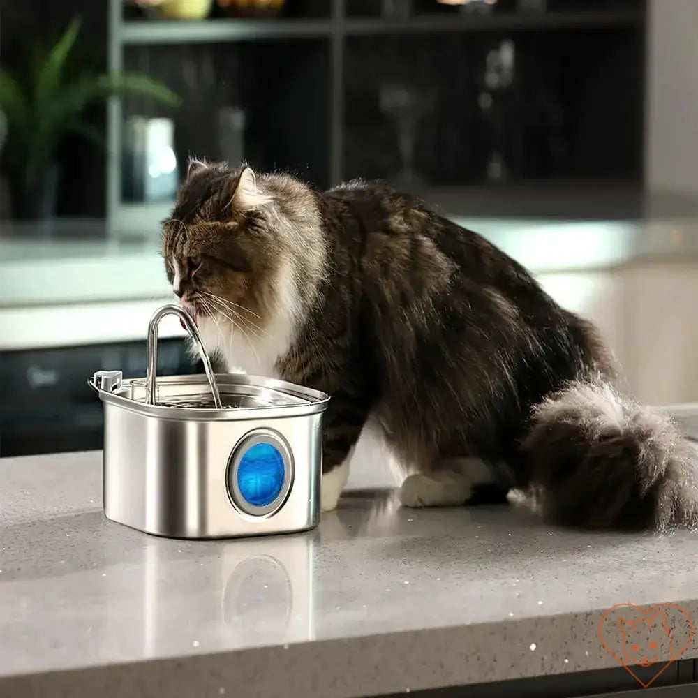 Cat drinking from a 3.2L stainless steel water fountain with a visual window placed on a countertop.