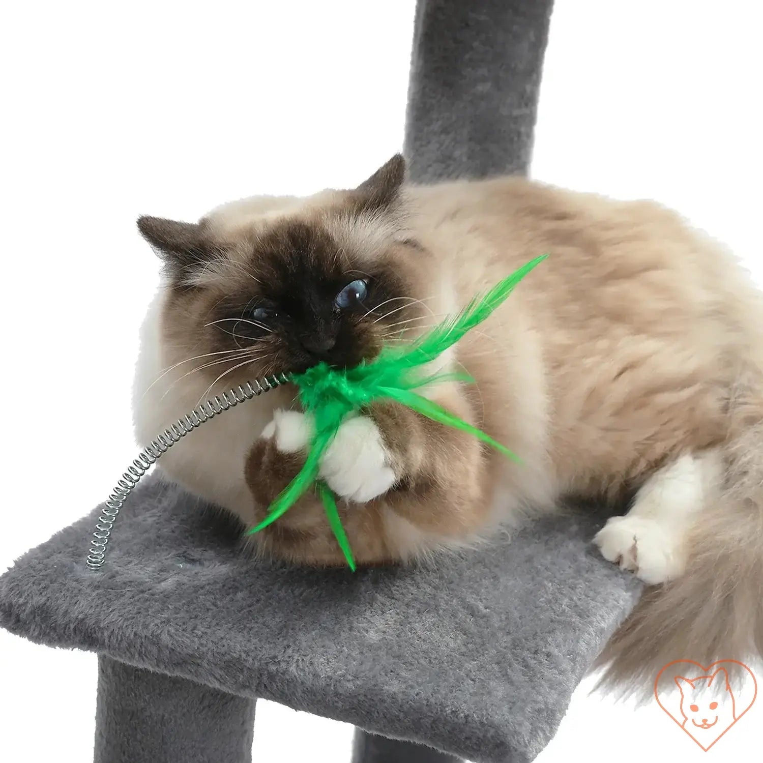 Fluffy cat playing with a green feather toy on a cozy perch of a multi-level cat tree.