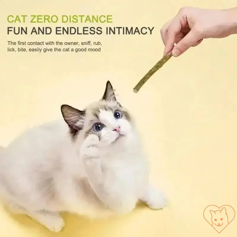 A hand offering a natural silvervine chew stick to a playful cat, highlighting fun interactions and bonding.