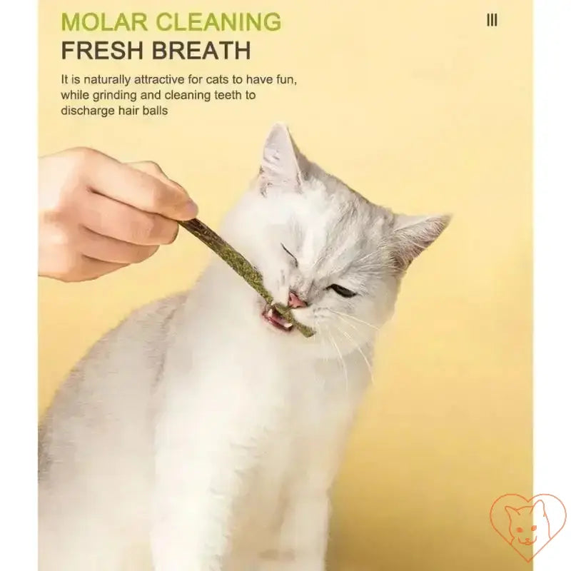 Cat enjoying a natural silvervine stick for teeth cleaning and fresh breath during playtime.