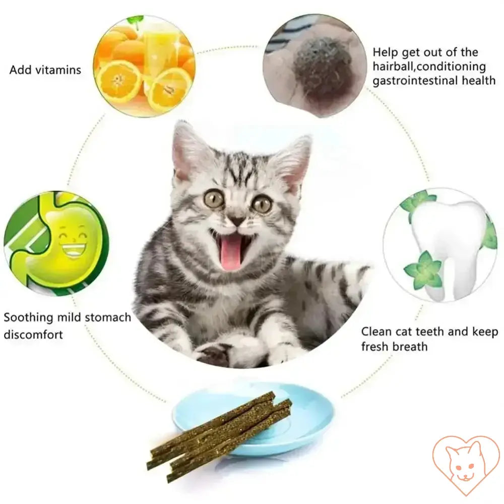 Happy cat surrounded by benefits of natural silvervine sticks for health and dental care.