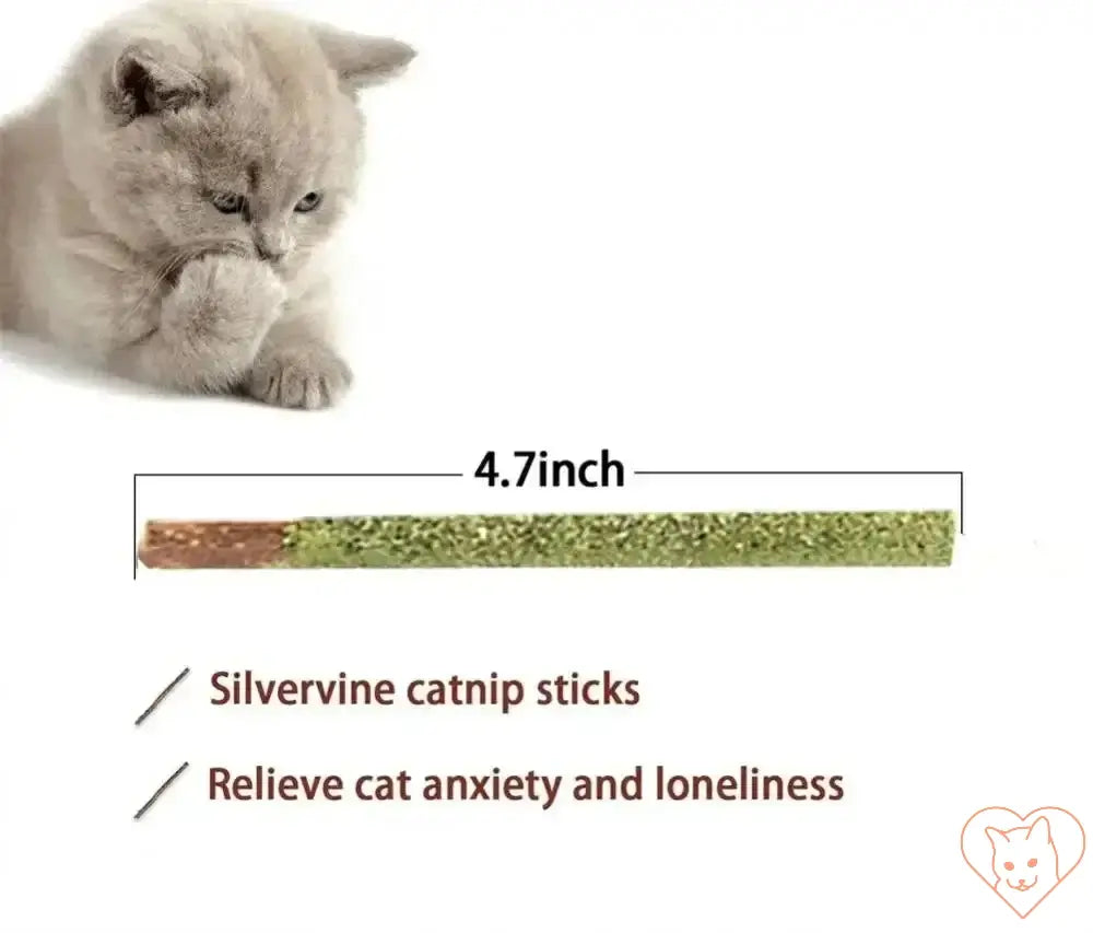 Gray kitten with silvervine cat stick, designed to relieve anxiety and promote play.