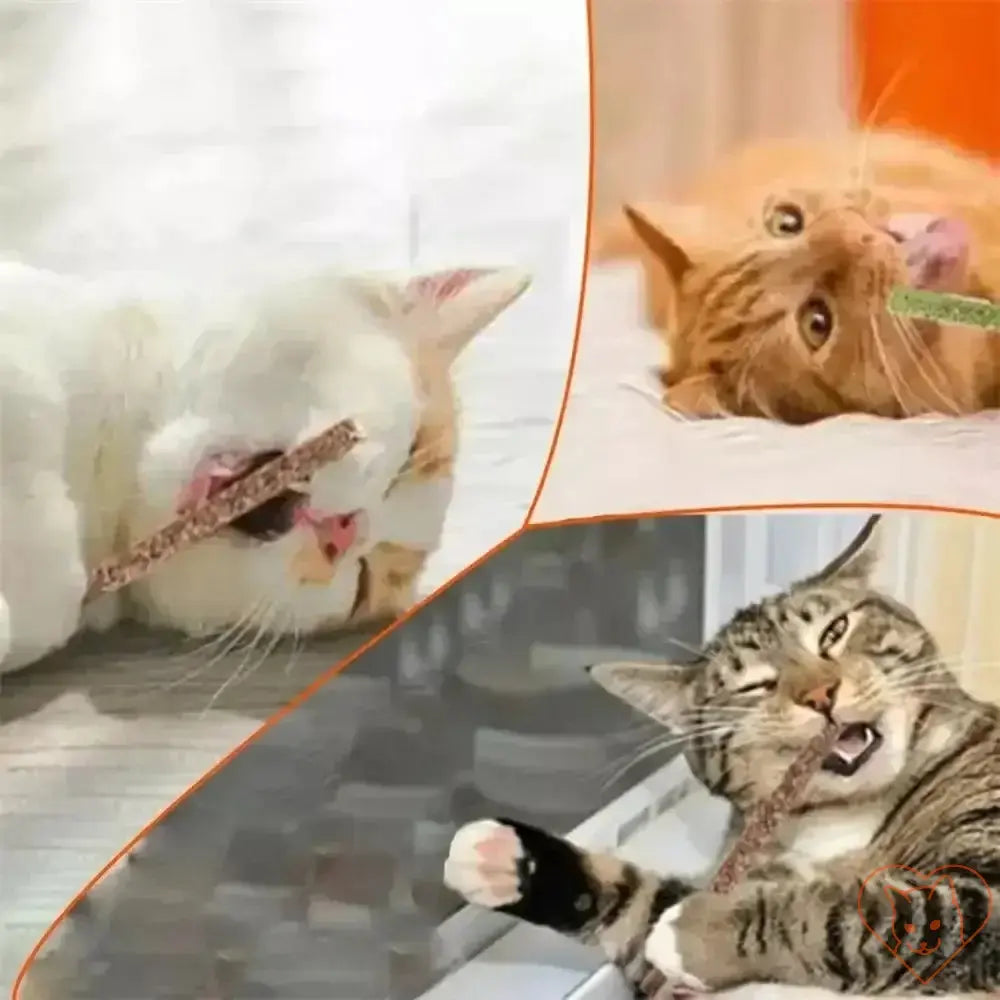 Three playful cats enjoying 6pcs Natural Silvervine Cat Sticks for teeth cleaning and anxiety relief.