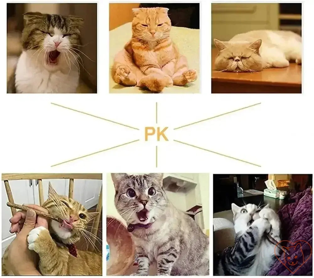 Collage of playful and relaxed cats, showcasing various fun reactions and expressions.