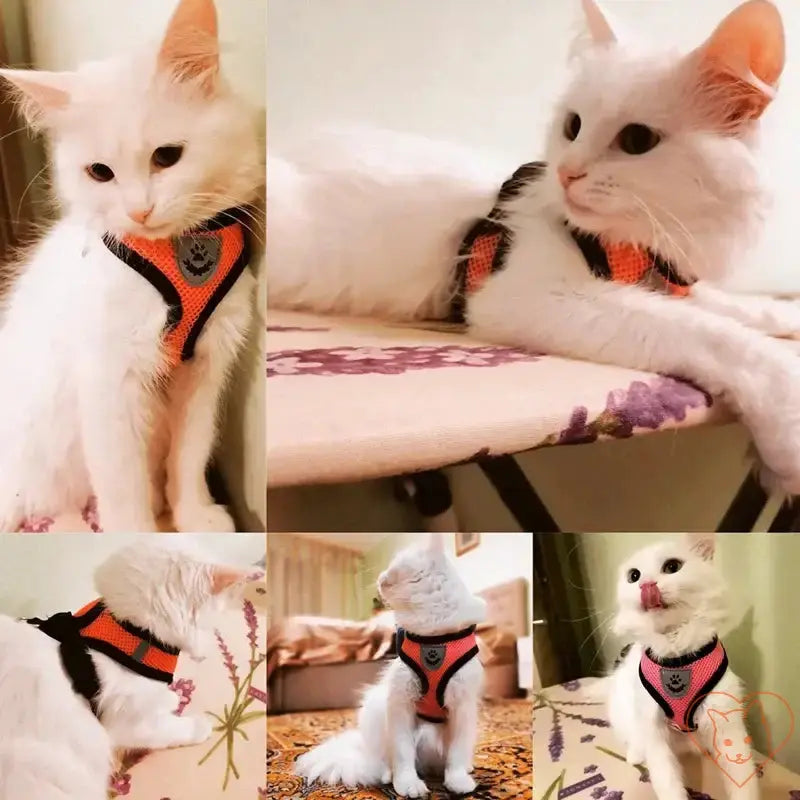 Adjustable cat harness and leash set featured on a white cat, showcasing comfort and style for outdoor adventures.