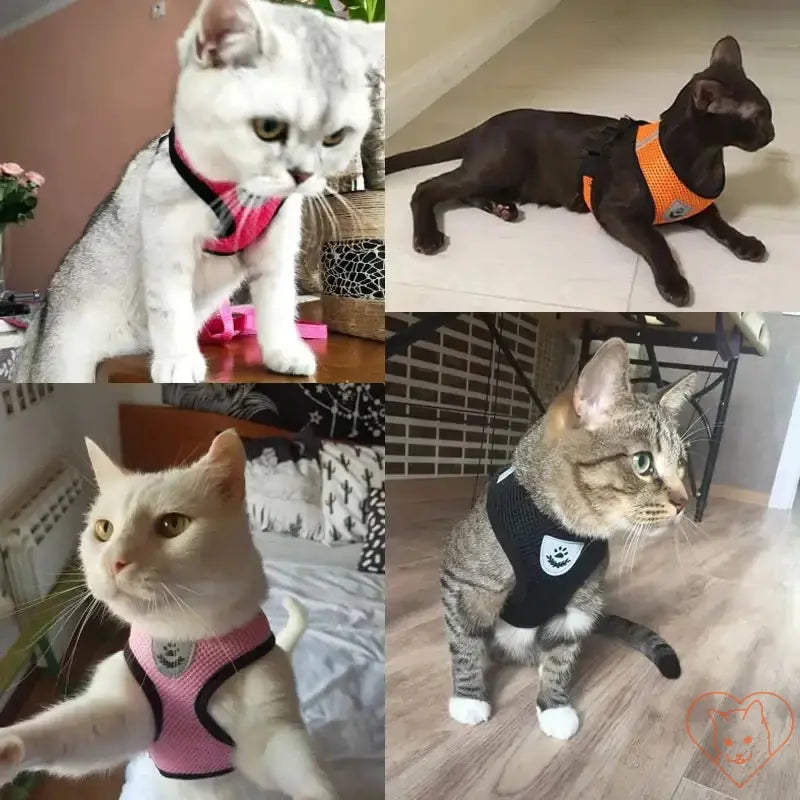 Collage of cats wearing adjustable harnesses in various colors, showcasing comfort and style for outdoor adventures.