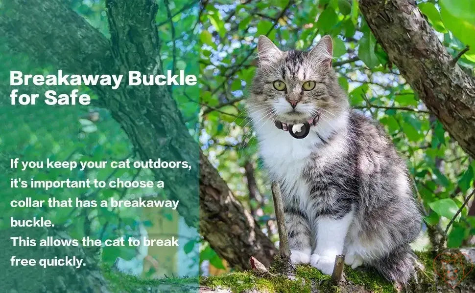 Cat wearing a breakaway collar outdoors, highlighting safety features for outdoor cats.