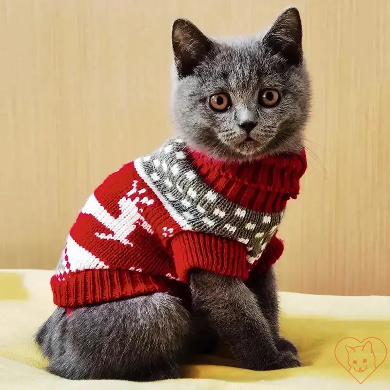 Gray cat wearing a cute red winter sweater with a reindeer pattern, sitting on a soft surface.