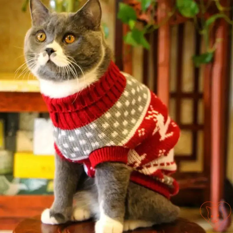 Gray cat wearing a cozy red and gray winter sweater, perfect for keeping pets warm and stylish during colder seasons.