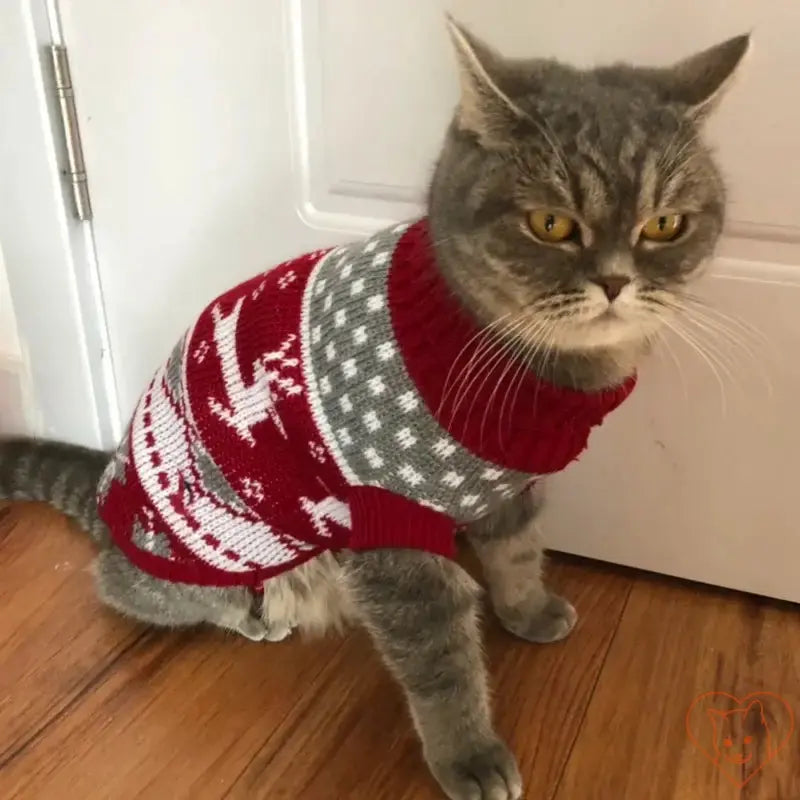 Gray cat in a cozy red and gray sweater with festive patterns, perfect for winter warmth and style.