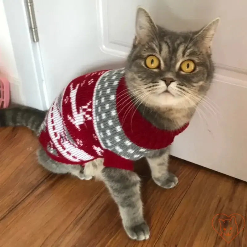 Adorable gray cat wearing a red and gray winter sweater, perfect for keeping pets warm and stylish.