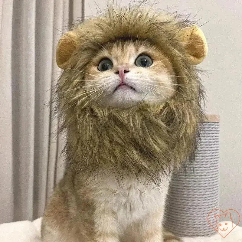 Adorable cat wearing a cute lion mane wig, looking majestic and playful, perfect for cosplay and fun occasions.