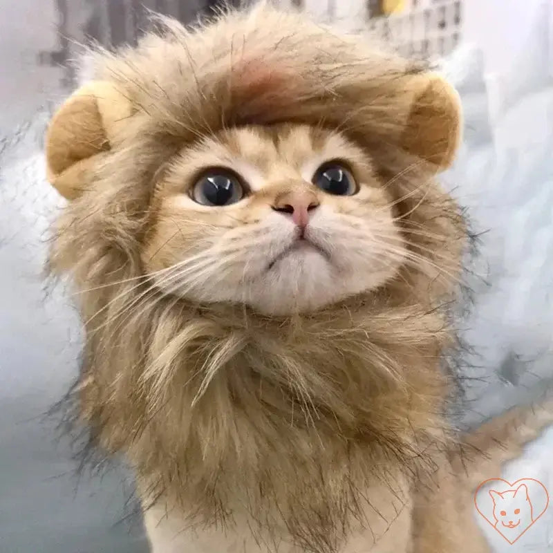 Adorable cat wearing a cute lion mane wig, showcasing a playful cosplay look for Halloween or parties.