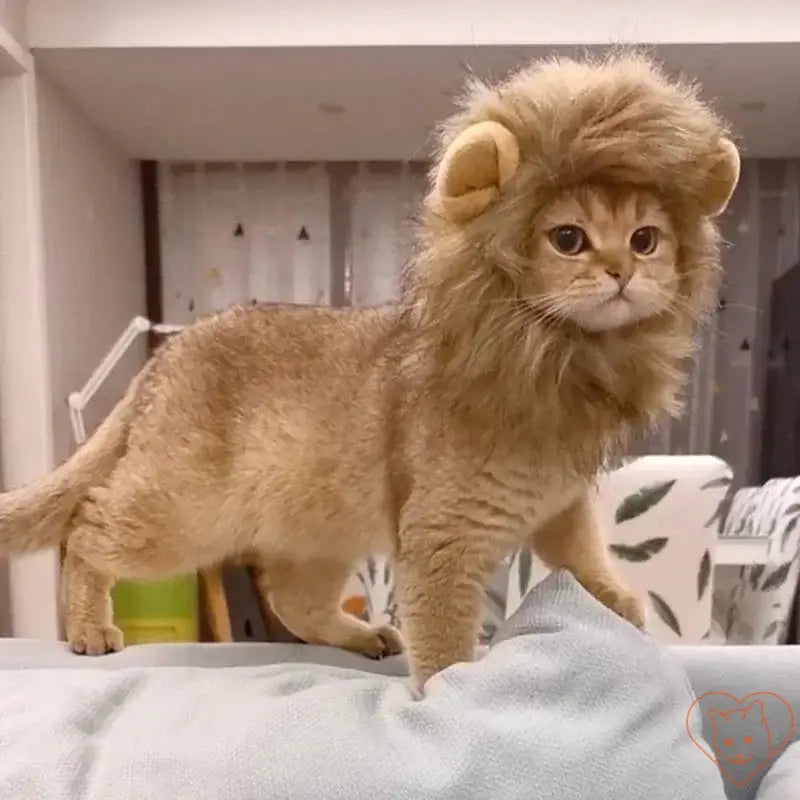 Cute cat wearing a lion mane wig, posing playfully on a couch, showcasing fun cosplay for pets.