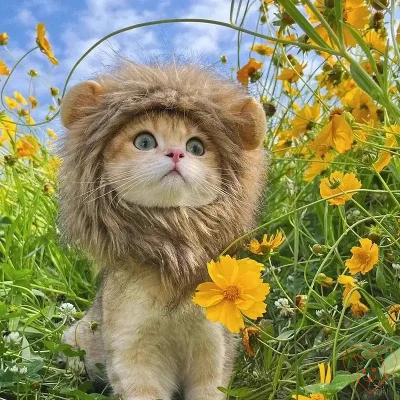 Cute cat wearing a lion mane wig, surrounded by yellow flowers in a bright, sunny field. Perfect for cosplay or fun photoshoots.