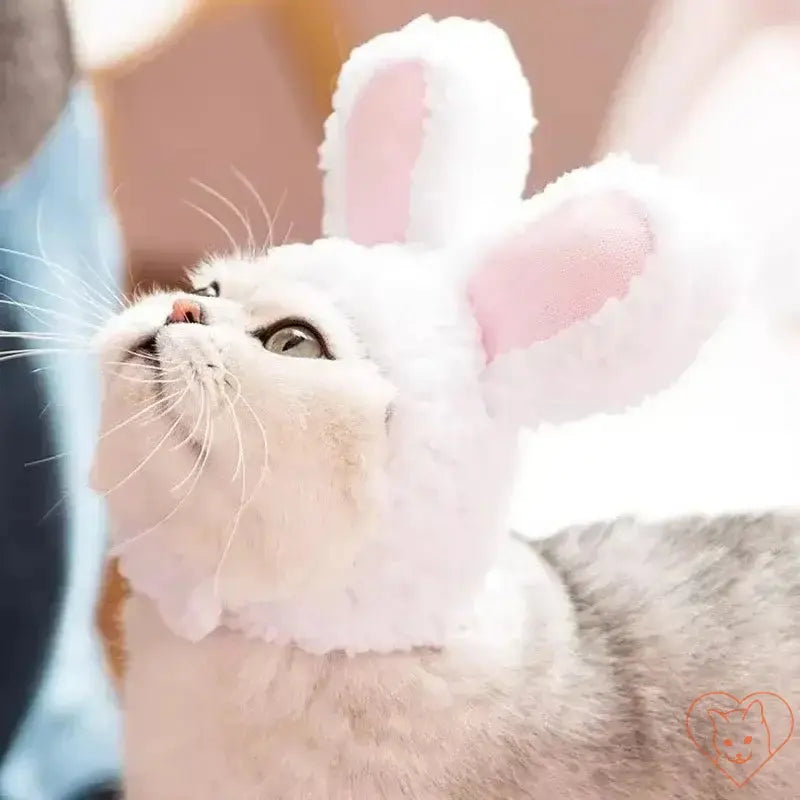 Adorable cat wearing a fluffy white bunny hat with pink ears, perfect for playful costumes and photoshoots.