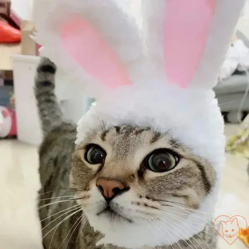 Cat wearing a fluffy bunny hat with pink ears, showcasing a cute and playful look for Easter or costume fun.