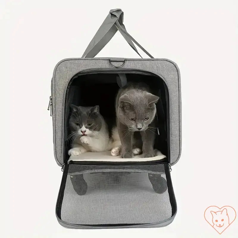 Two cats inside a spacious gray foldable travel carrier, showcasing comfort and safety for pet travel.