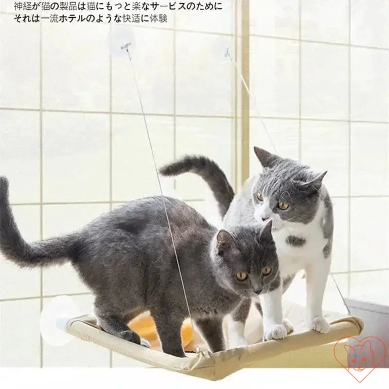 Two cats on a cozy hanging cat hammock, enjoying a sunny window view in a bright room.