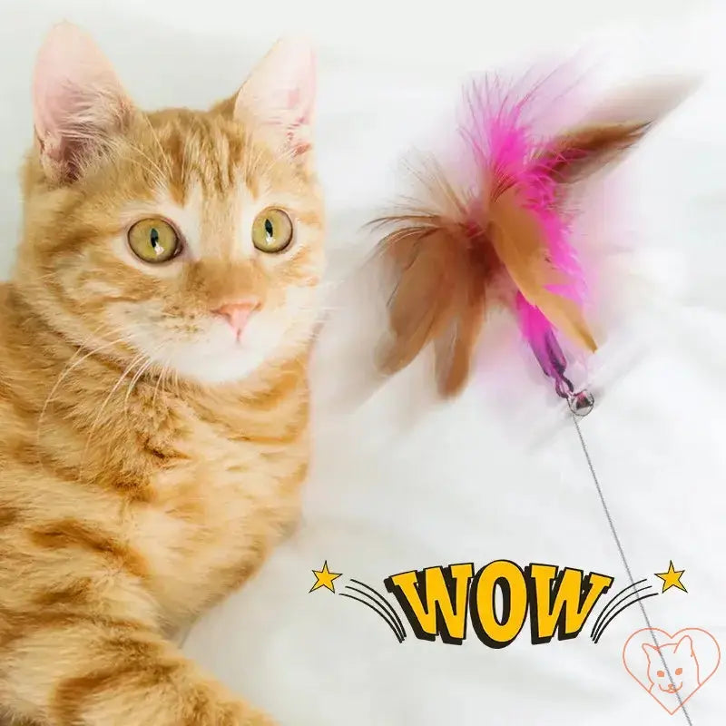 Playful orange cat mesmerized by colorful feather teaser from Interactive Cat Toy.