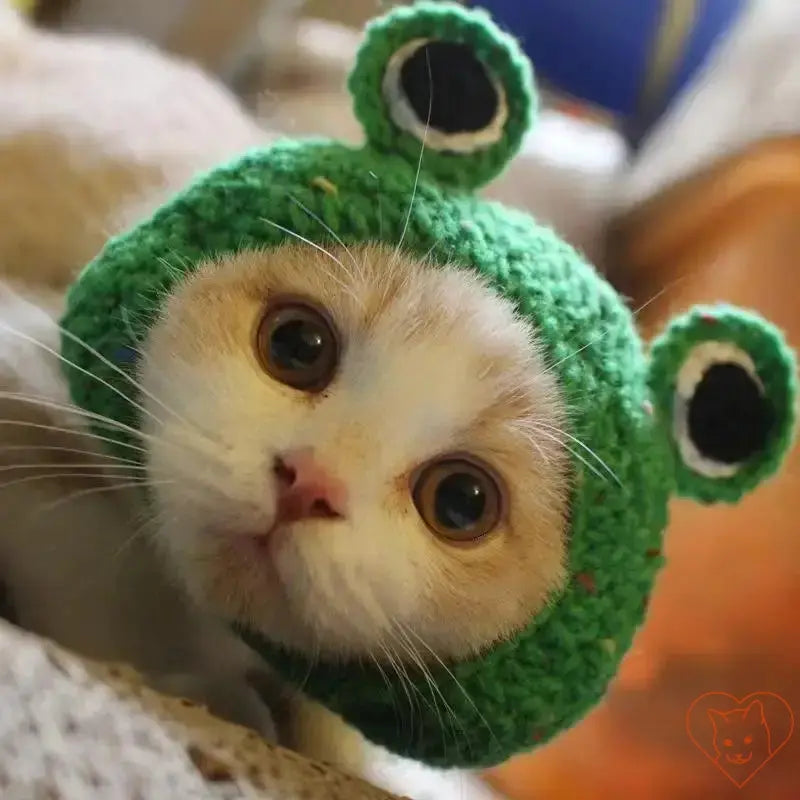 Cute cat wearing a green knitted hat with frog ears, providing warmth and style for pets.