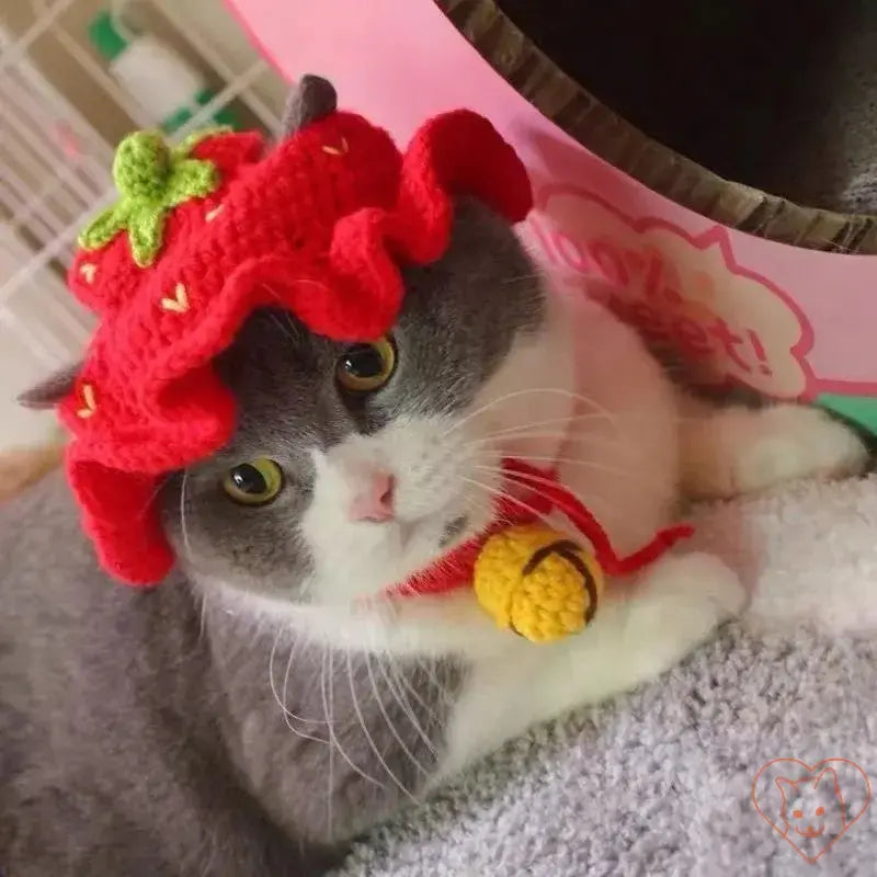 Gray cat wearing a knitted strawberry hat, looking stylish and cozy, perfect for pet accessories and photoshoots.