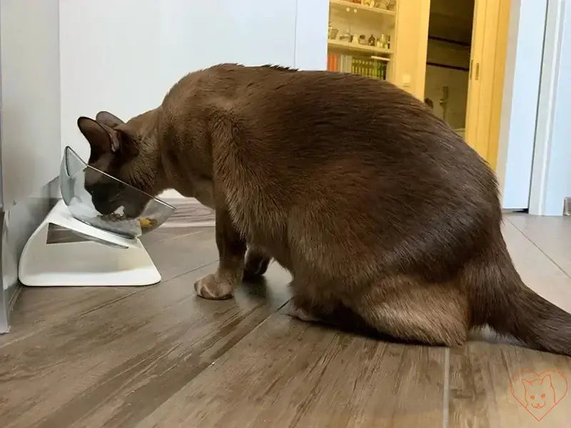 Cat using Non-Slip Double Bowl with 15° tilt design for comfortable eating on a wooden floor.