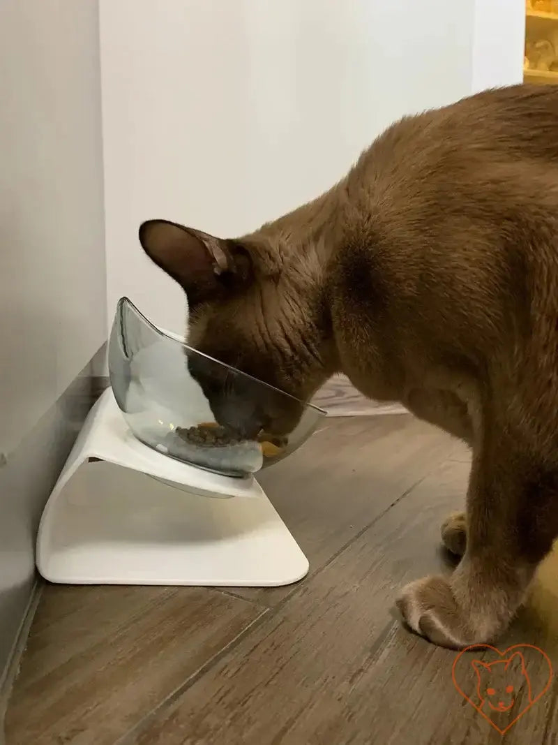 Cat eating from a Non-Slip Double Cat Bowl with Stand featuring a 15° tilt design for ergonomic feeding.