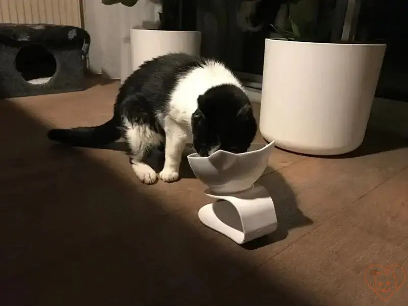 Cat enjoying food from a Non-Slip Double Cat Bowl with a 15° tilt design, enhancing mealtime comfort.