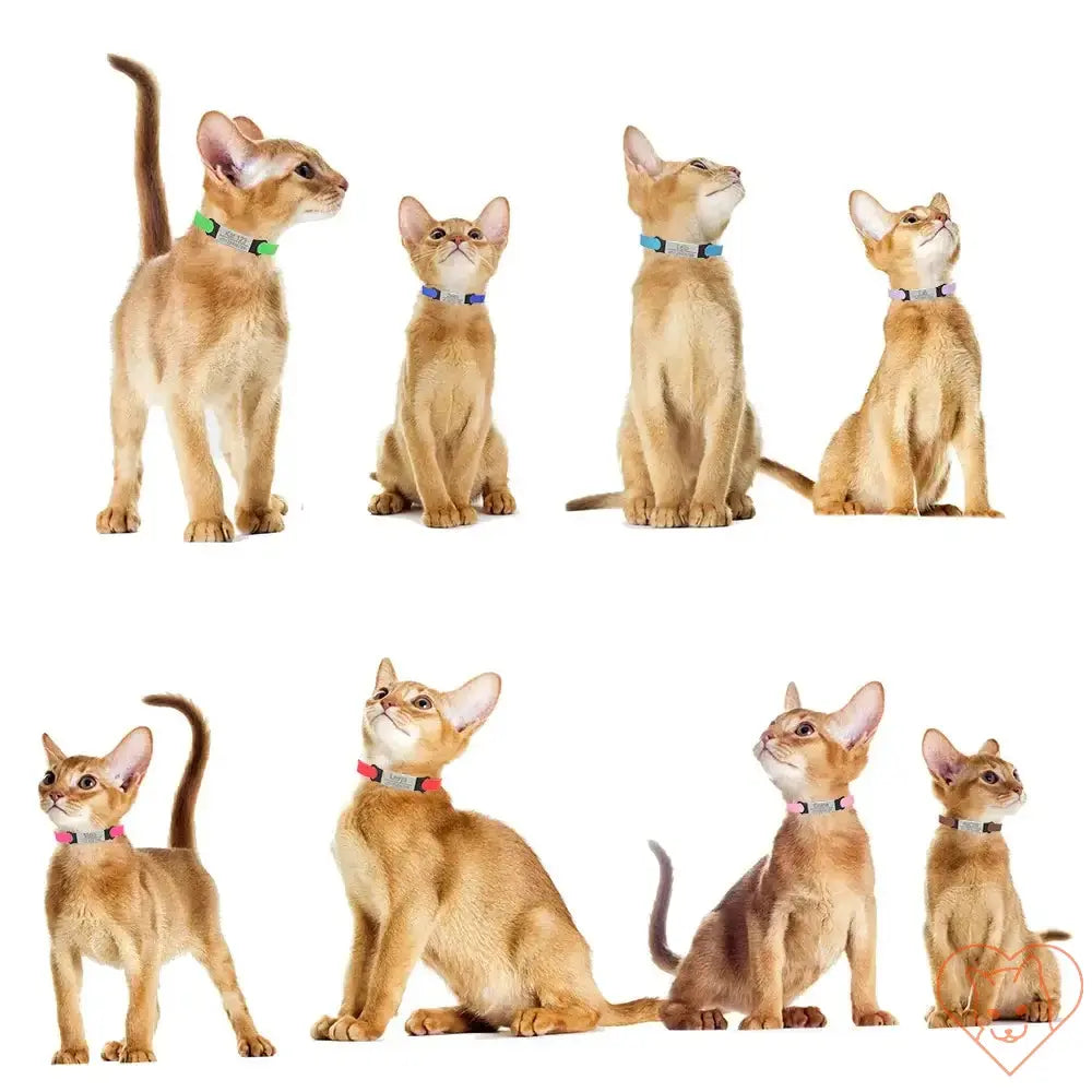 Collection of cats wearing colorful personalized breakaway collars with bells.