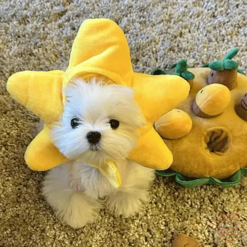 Cute small dog wearing a yellow star-shaped plush headband, sitting on carpet next to a toy.