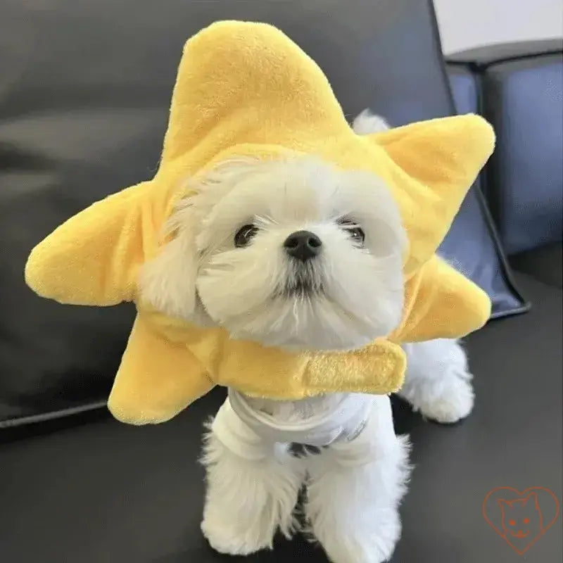 Small white dog wearing a cute yellow star plush headband, adding a playful touch for cozy pet cosplay.