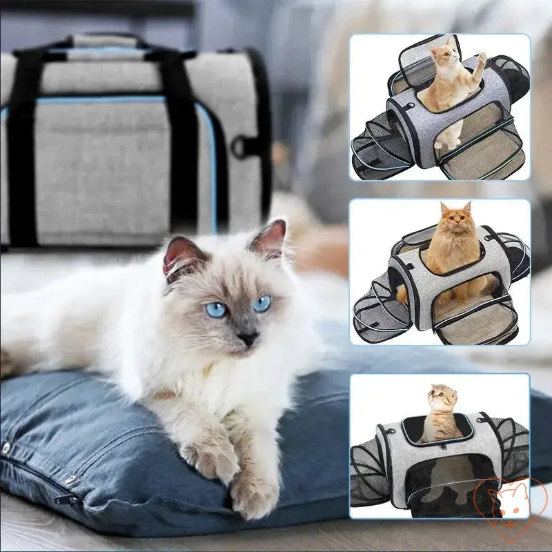 Portable foldable cat carrier backpack with breathable design and mesh, featuring a comfortable cat lounging.