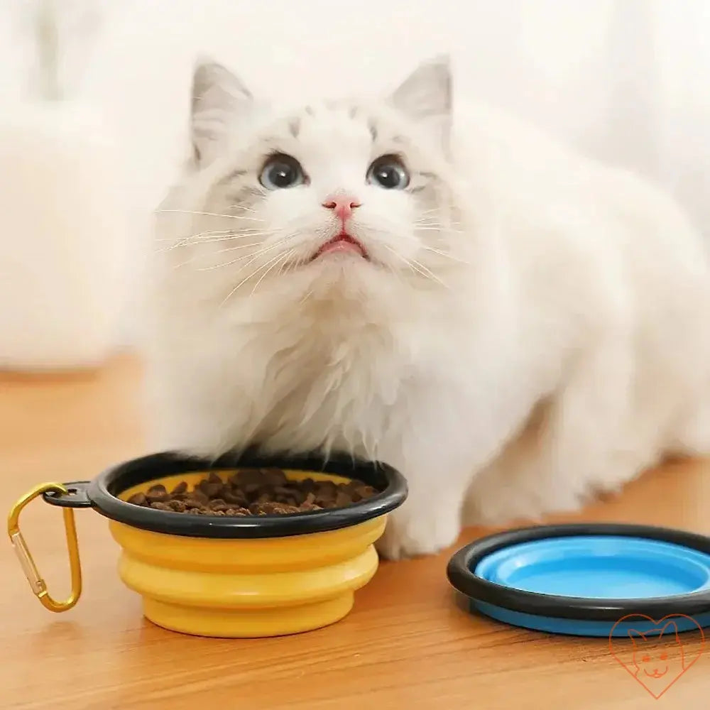 Folding silicone pet bowl with food, cat looking up, portable design with carabiner for easy travel.