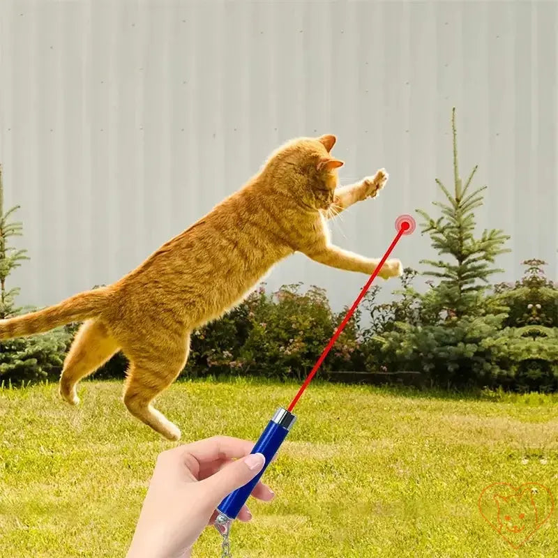 A cat jumping to play with a red laser beam from a lightweight laser pointer toy.