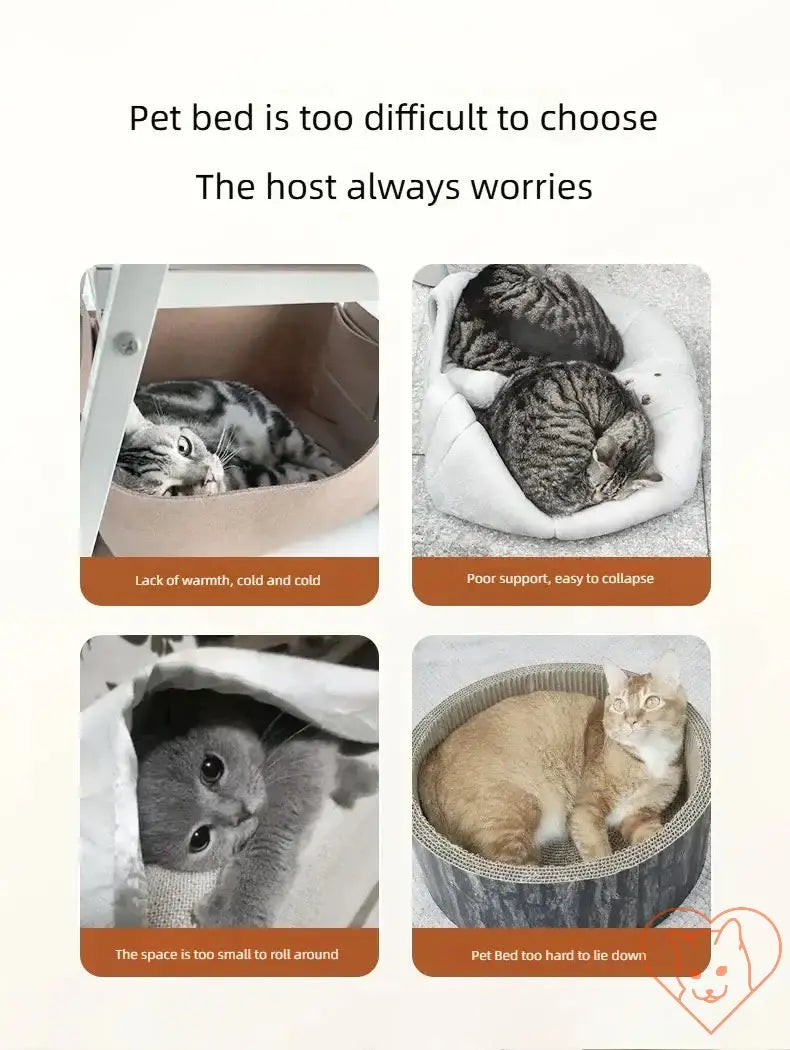 Cats curled up in various pet beds, showing concerns about warmth, support, and space for comfort and relaxation.