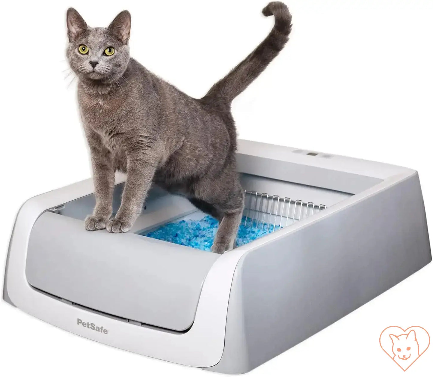 Gray cat on ScoopFree Smart Self-Cleaning Cat Litter Box with crystal litter for hands-free cleaning.