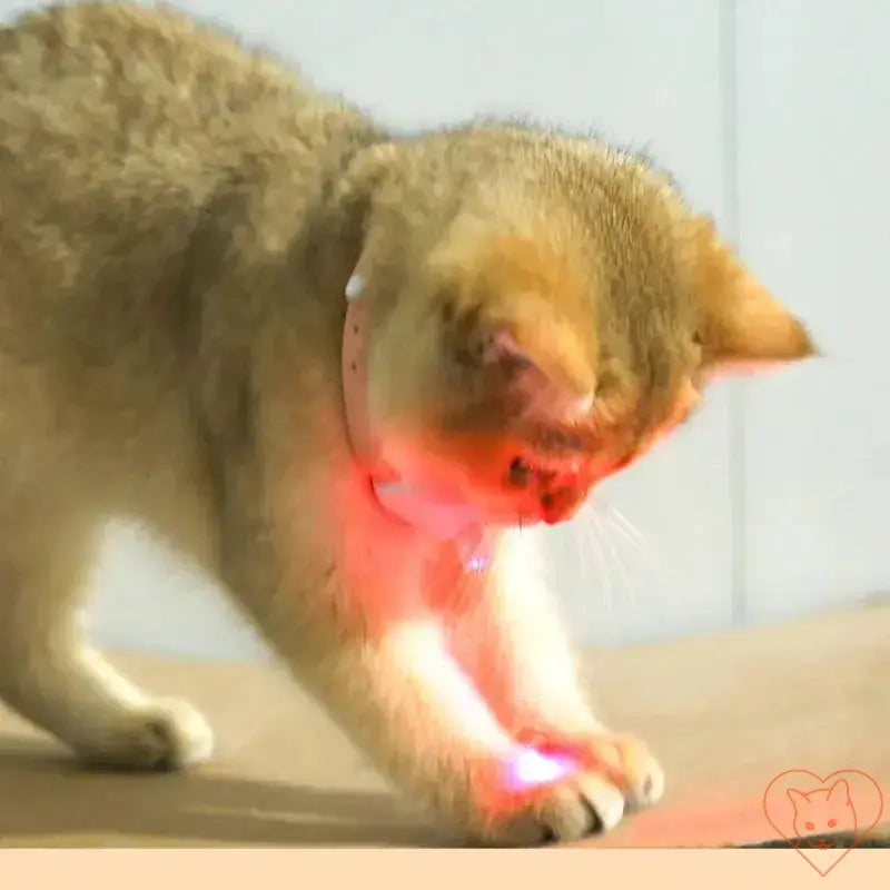 Cat playing with Smart Laser Collar, engaging in fun with automatic infrared laser.