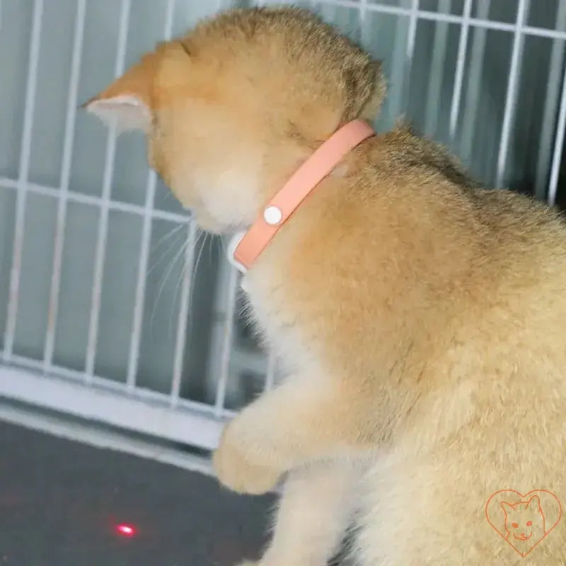 Cat wearing Smart Laser Collar, chasing a playful infrared laser light.