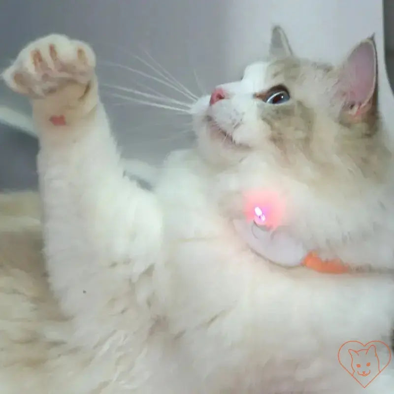 Cat playing with Smart Laser Cat-Teasing Collar, showcasing interactive laser feature and playful movement.