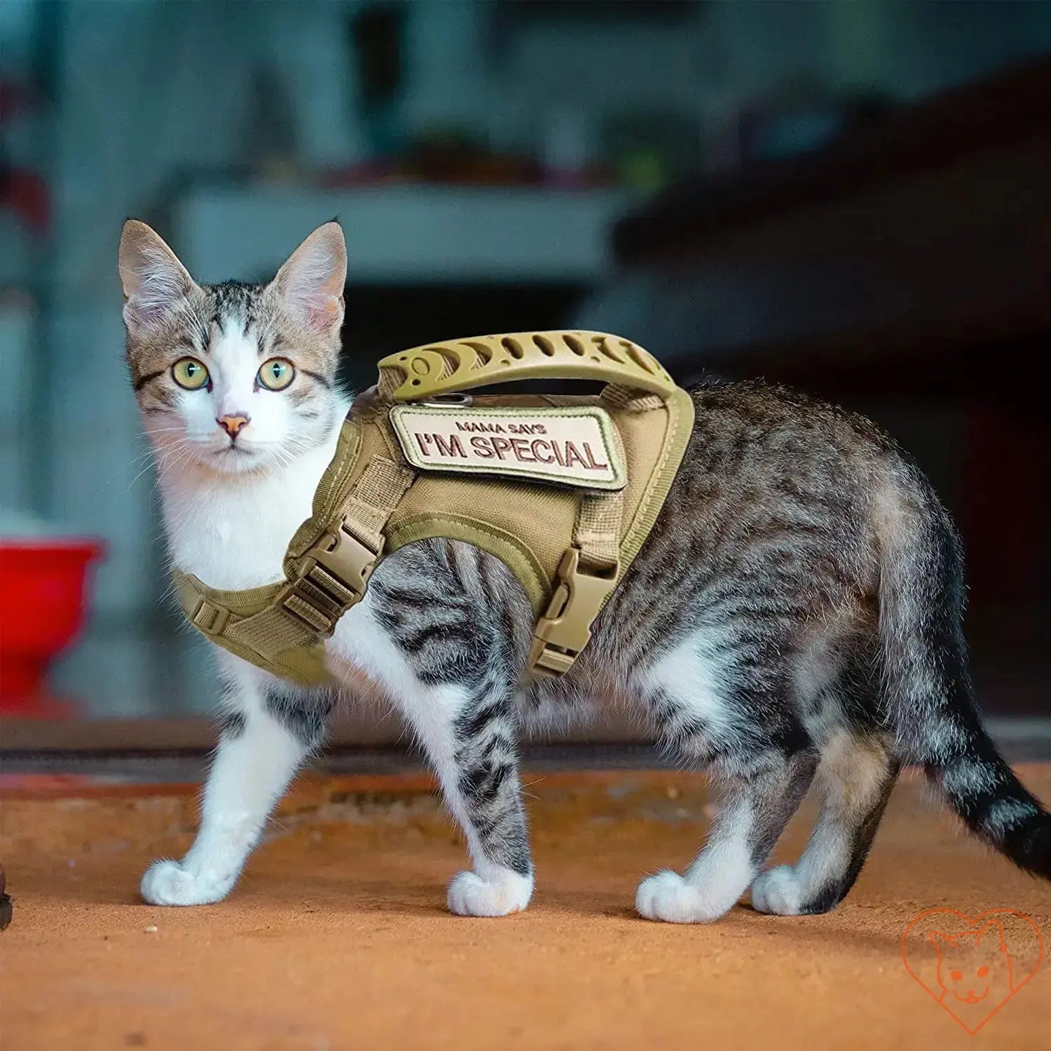 Cat wearing a tactical escape-proof harness, perfect for safe outdoor adventures and training.