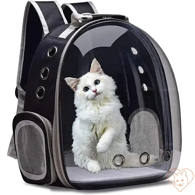 Transparent capsule cat carrier backpack with a cute cat inside, ideal for traveling with small pets.