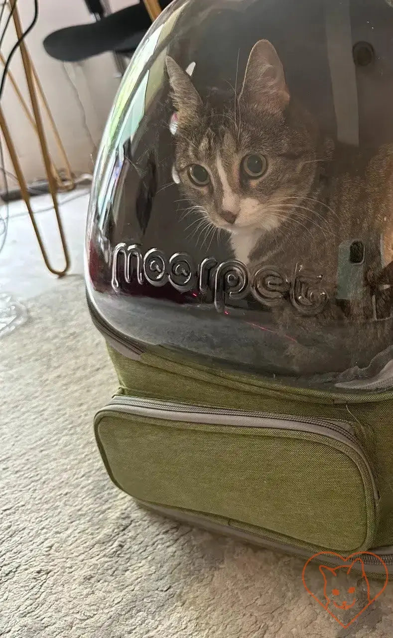 Cat inside a transparent folding pet carrier backpack, showcasing its spacious, durable design for travel.