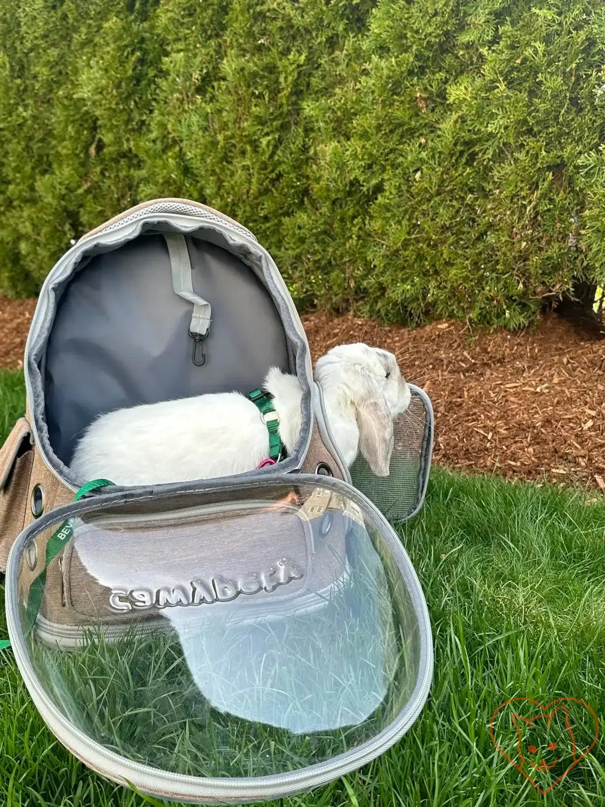 Transparent folding pet carrier backpack with a small dog peeking out, positioned on grass.