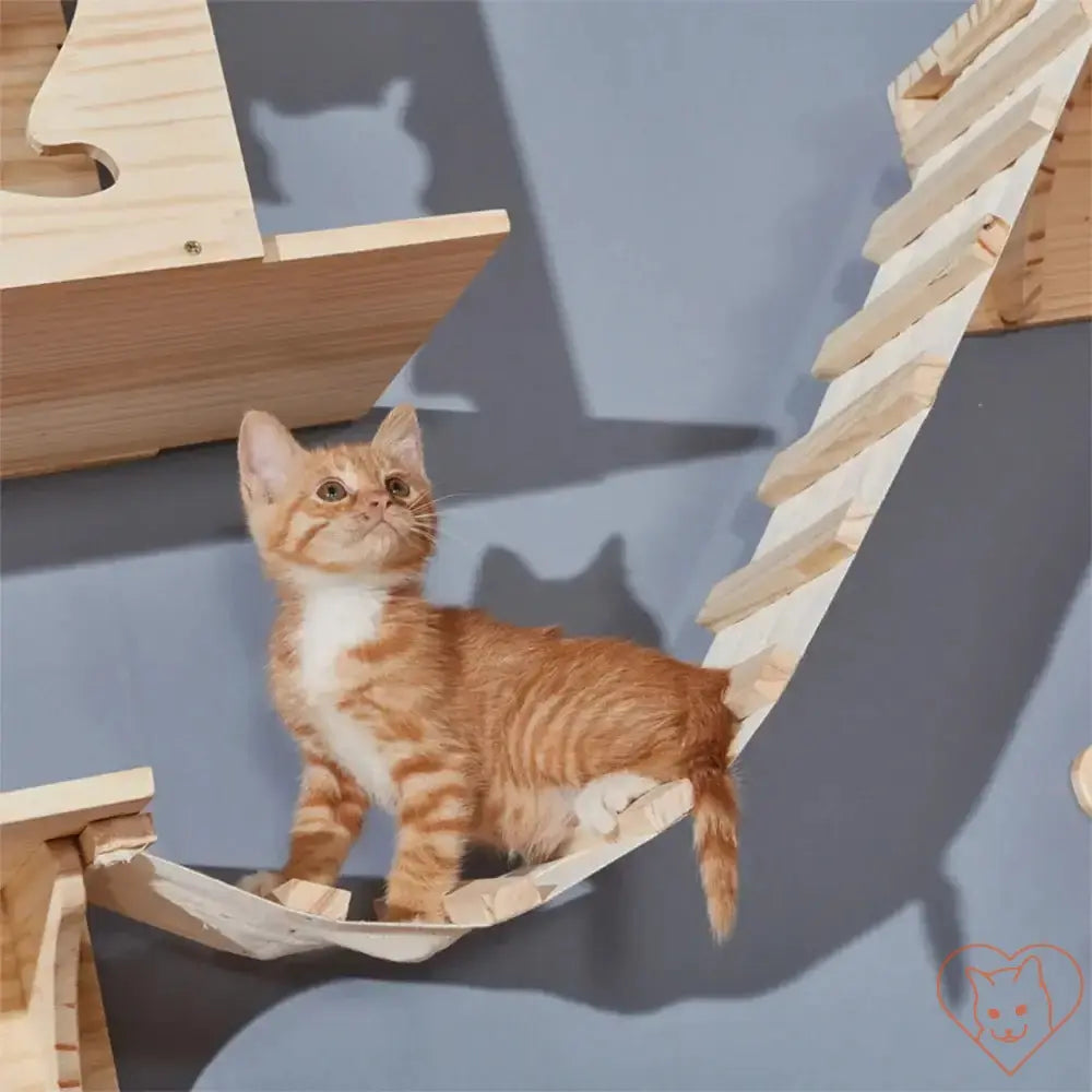 Playful orange kitten exploring a wall-mounted wooden cat hammock and climbing shelves.