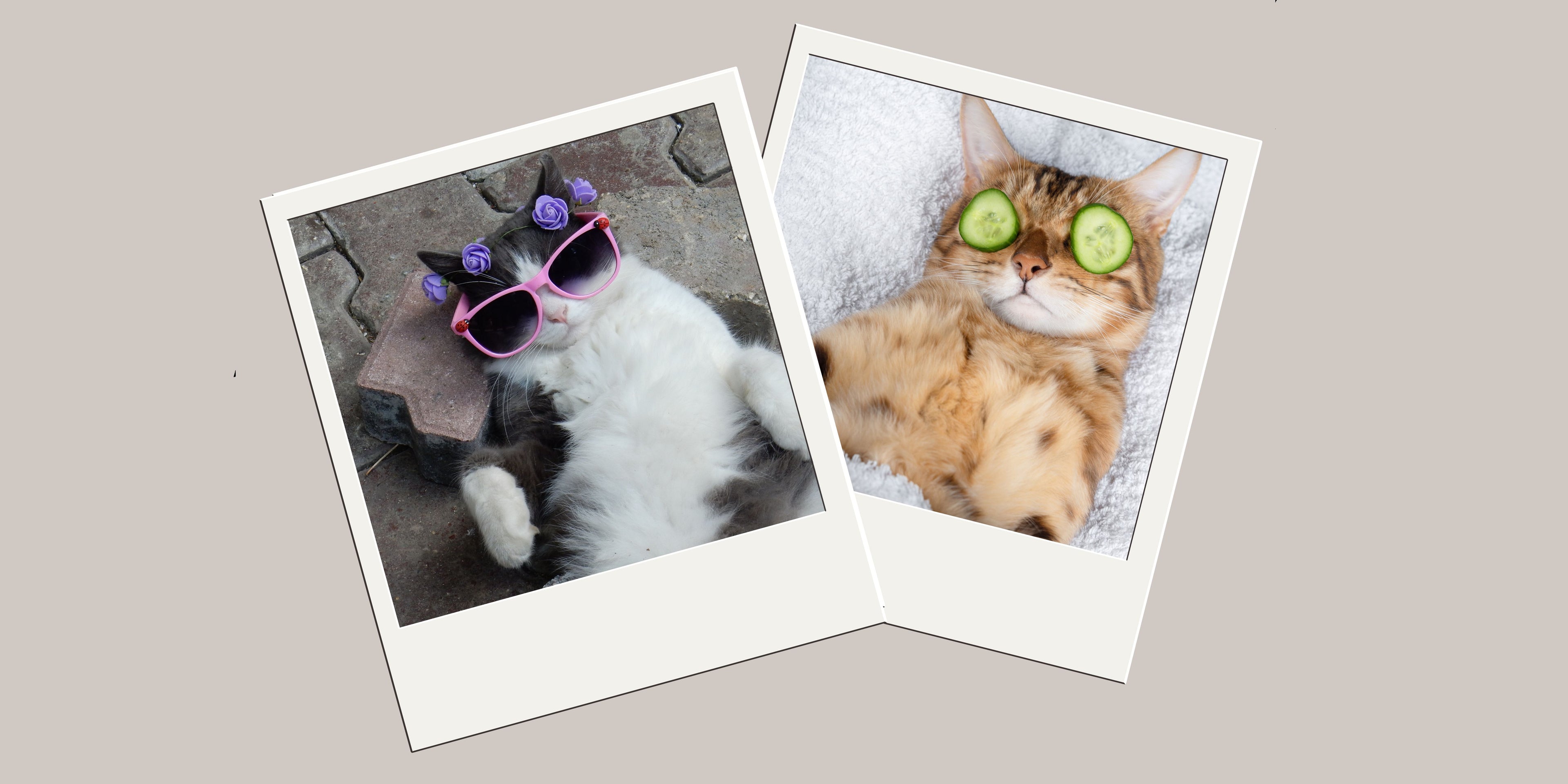 Two cats in fun poses: one with sunglasses and the other with cucumber slices on its eyes, on a light background.